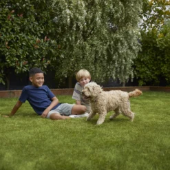 Verve Family & Sports Grass Seeds, 5kg -Outdoor Garden verve family sports grass seeds 5kg3663602947516 05i