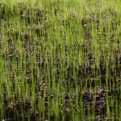 Verve Family & Sports Grass Seeds, 5kg -Outdoor Garden verve family sports grass seeds 5kg3663602947516 10i