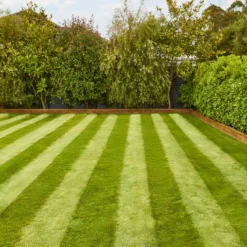 Verve Fine English Grass Seeds, 1.25kg -Outdoor Garden verve fine english grass seeds 1 25kg3663602947592 02i