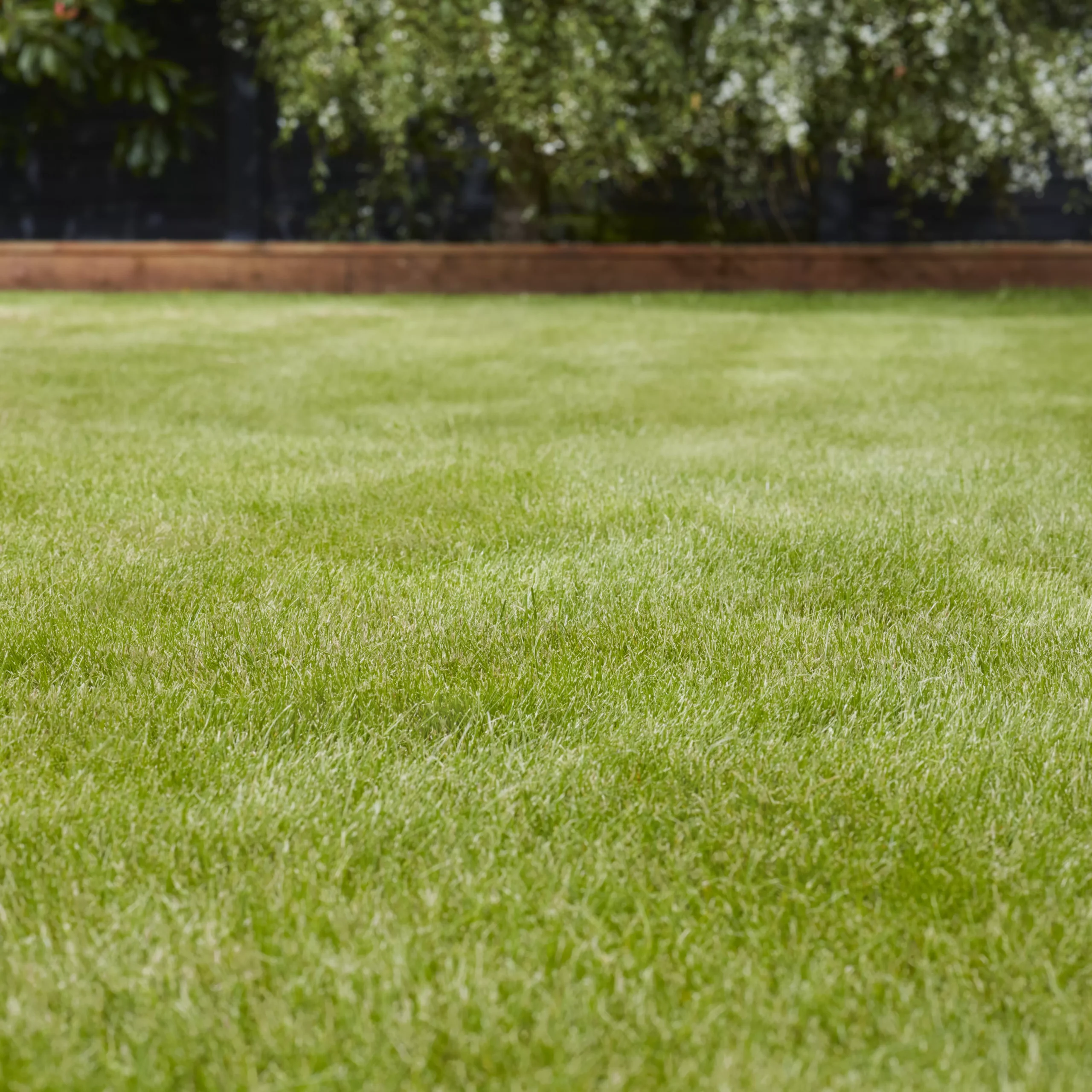 Verve Grass Seeds, 10kg 4 Verve Grass Seeds, 10kg - Image 2