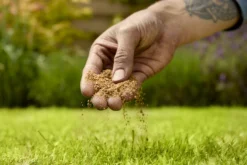 Verve Mamaterra Lawn Feed Granules 100m² 2.5kg -Outdoor Garden verve mamaterra lawn feed granules 100m 2 5kg5063022034779 03i