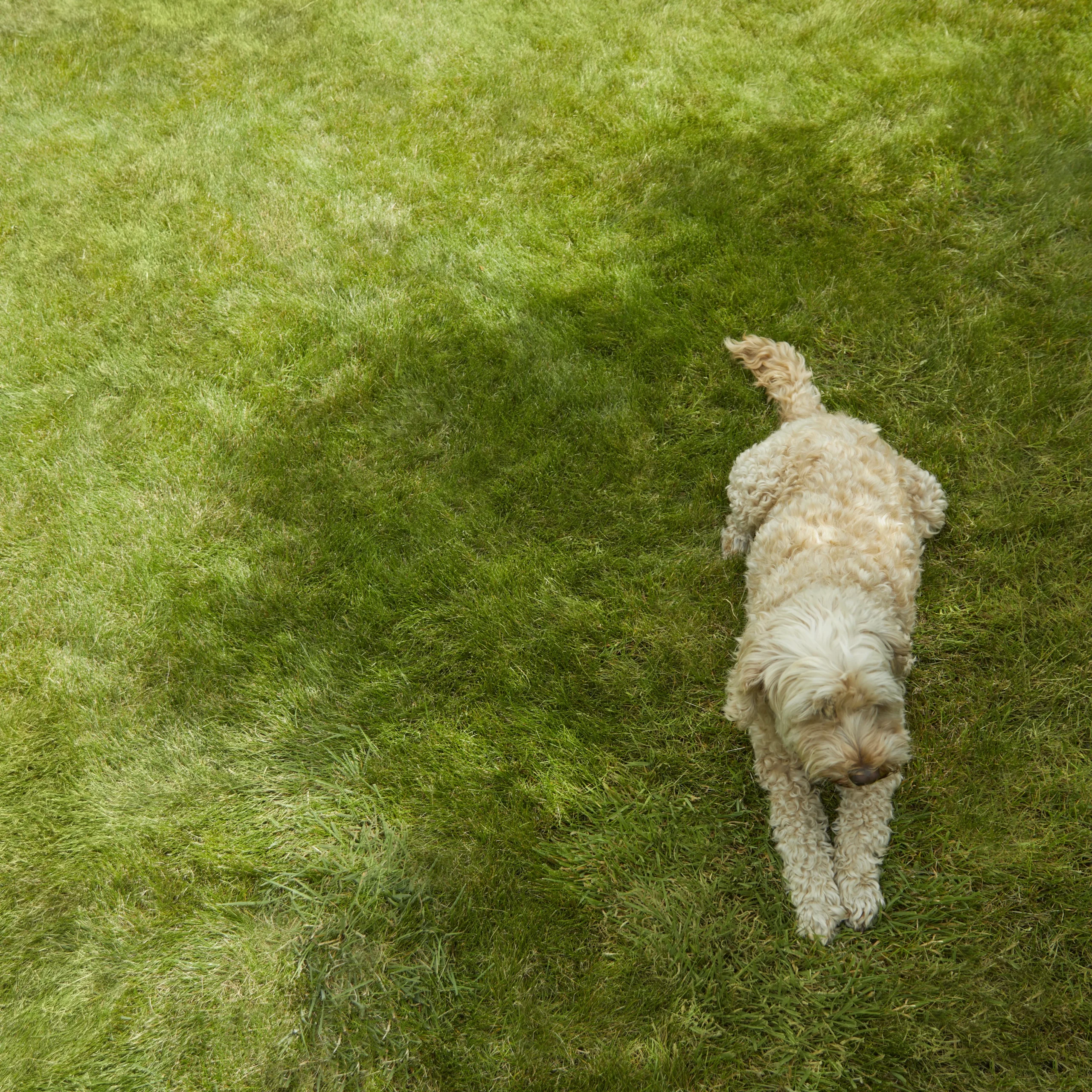 Verve Shady Grass Seeds, 5kg 4 Verve Shady Grass Seeds, 5kg - Image 2