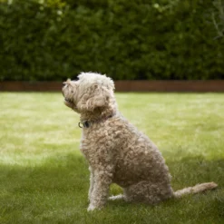 Verve Shady Grass Seeds, 5kg 9 Verve Shady Grass Seeds, 5kg -Outdoor Garden verve shady grass seeds 5kg3663602947554 02i