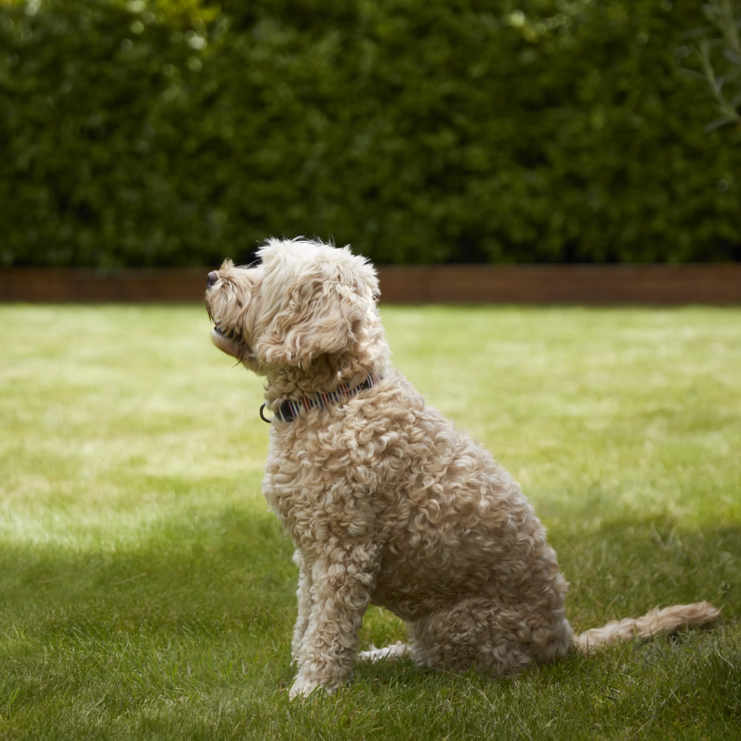 Verve Shady Grass Seeds, 5kg 5 Verve Shady Grass Seeds, 5kg - Image 3