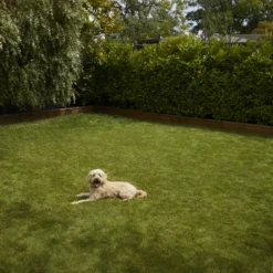 Verve Shady Grass Seeds, 5kg 10 Verve Shady Grass Seeds, 5kg -Outdoor Garden verve shady grass seeds 5kg3663602947554 03i