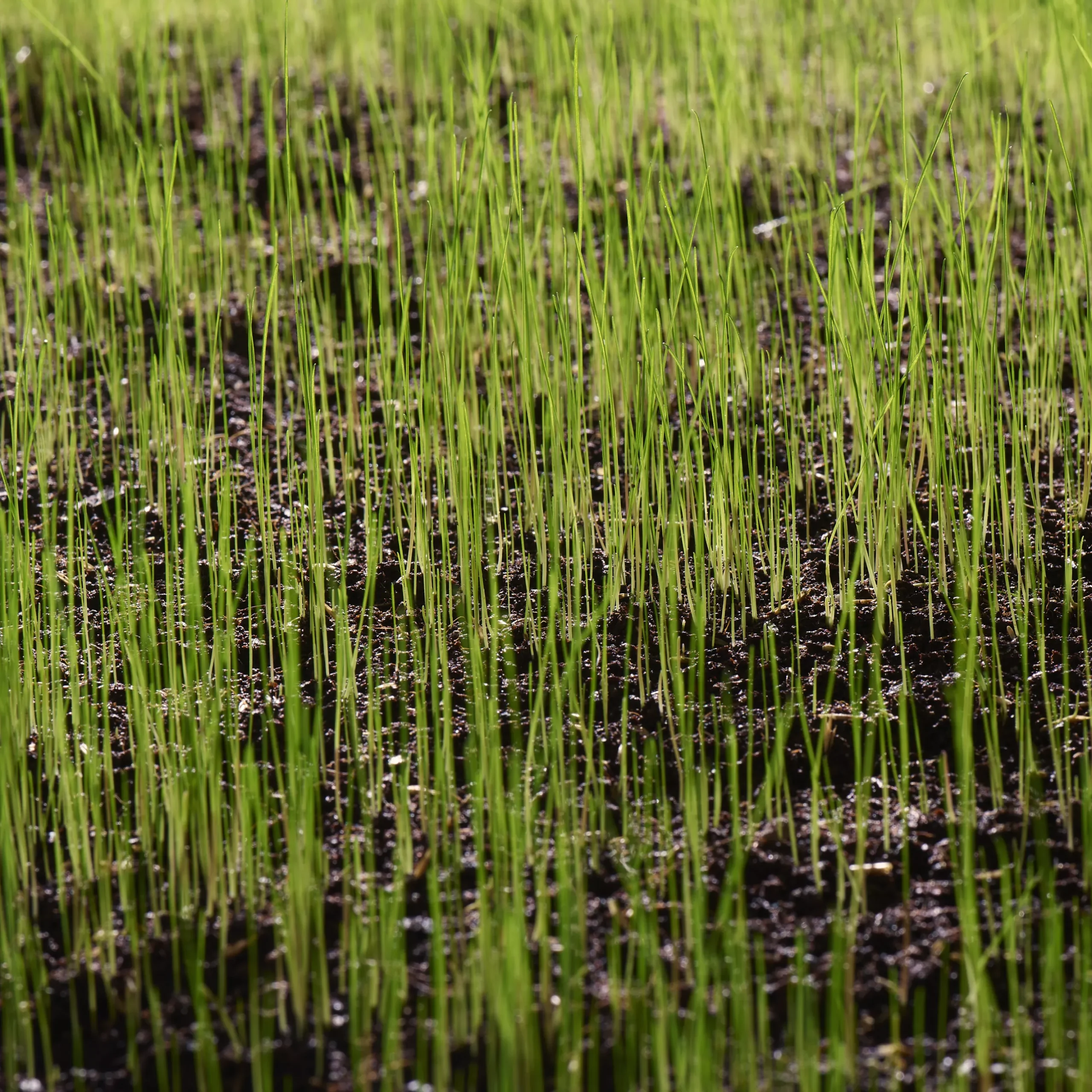 Verve Sunny Grass Seeds, 5kg 6 Verve Sunny Grass Seeds, 5kg - Image 4