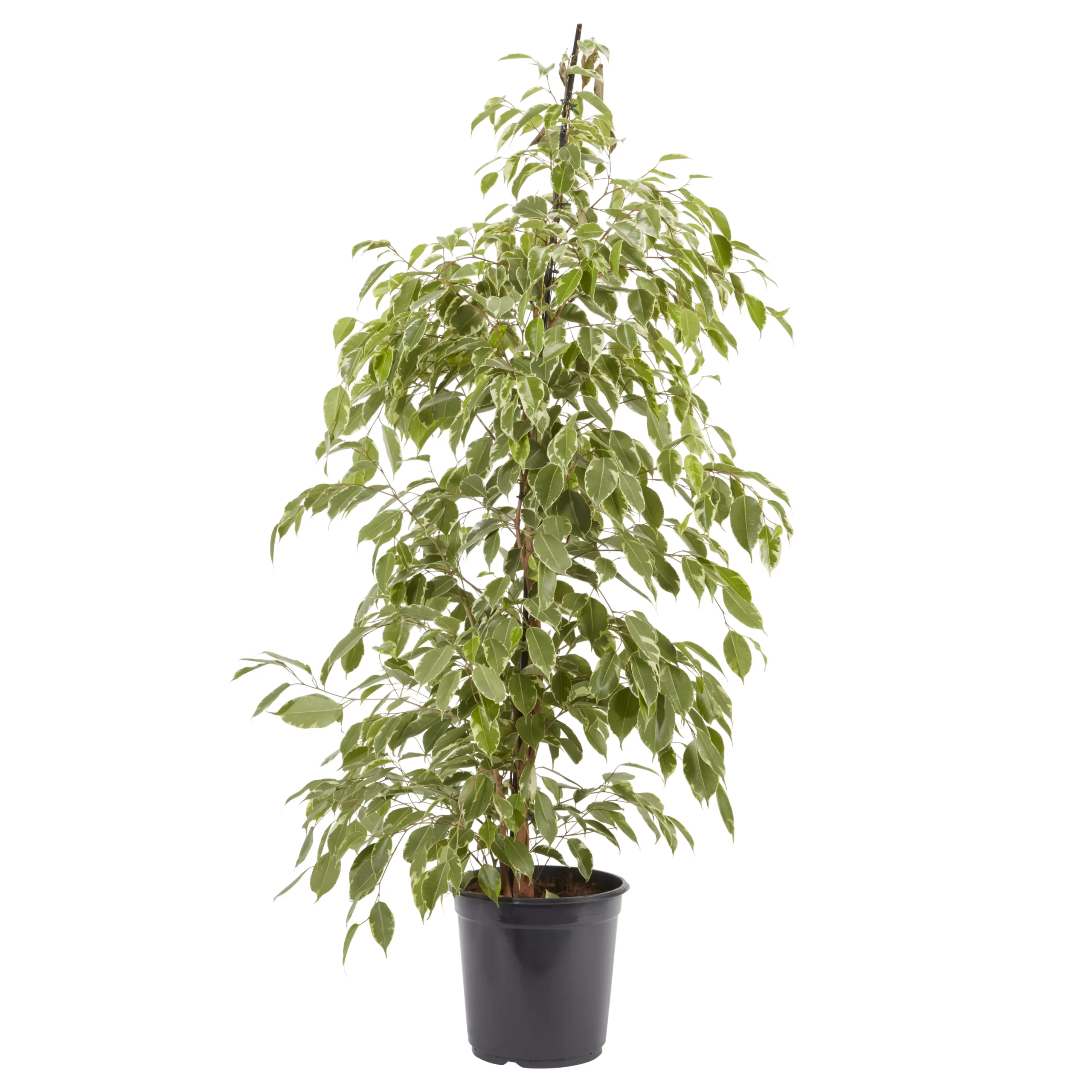 Weeping Fig In 21cm Black Plastic Grow Pot 3 Weeping Fig In 21cm Black Plastic Grow Pot