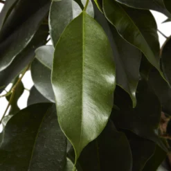 Weeping Fig In 21cm Black Plastic Grow Pot 7 Weeping Fig In 21cm Black Plastic Grow Pot -Outdoor Garden weeping fig in 21cm black plastic grow pot3663602462606 36c bq