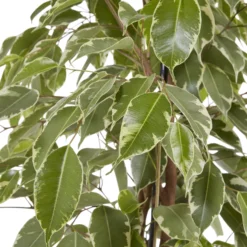 Weeping Fig In 21cm Black Plastic Grow Pot 8 Weeping Fig In 21cm Black Plastic Grow Pot -Outdoor Garden weeping fig in 21cm black plastic grow pot3663602462606 37c bq