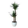Yucca In 24cm Assorted Ceramic Decorative Pot -Outdoor Garden yucca in 24cm assorted ceramic decorative pot5059340832647 02c