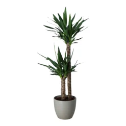 Yucca In 24cm Assorted Ceramic Decorative Pot -Outdoor Garden yucca in 24cm assorted ceramic decorative pot5059340832647 21c