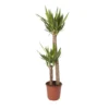 Yucca In 24cm Terracotta Plastic Grow Pot -Outdoor Garden yucca in 24cm terracotta plastic grow pot3663602462392 02c bq
