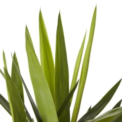 Yucca In 24cm Terracotta Plastic Grow Pot -Outdoor Garden yucca in 24cm terracotta plastic grow pot3663602462392 36c bq